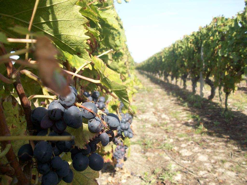 Loire, Chateaux, Et Vignes Onzain Εξωτερικό φωτογραφία